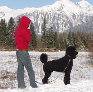 Tell Me More About Ben Cher s Standard Poodles